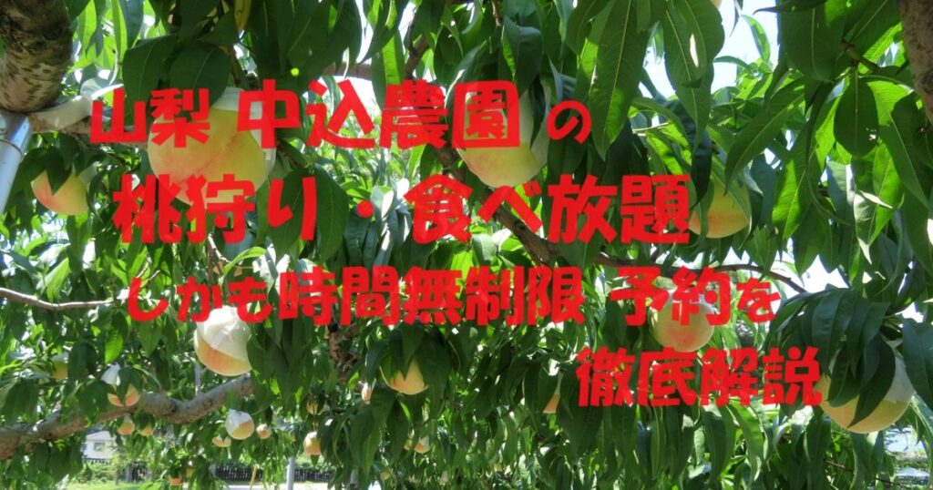 山梨 中込農園 桃狩り・食べ放題で時間無制限の予約の仕方などを徹底解説
