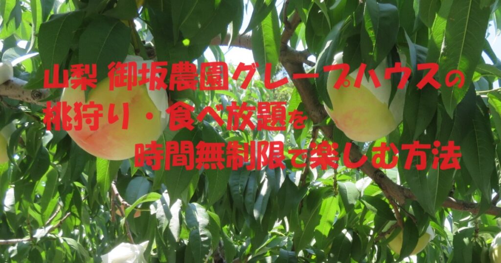 山梨 御坂農園グレープハウスの桃狩り・食べ放題を時間無制限で楽しむ方法
