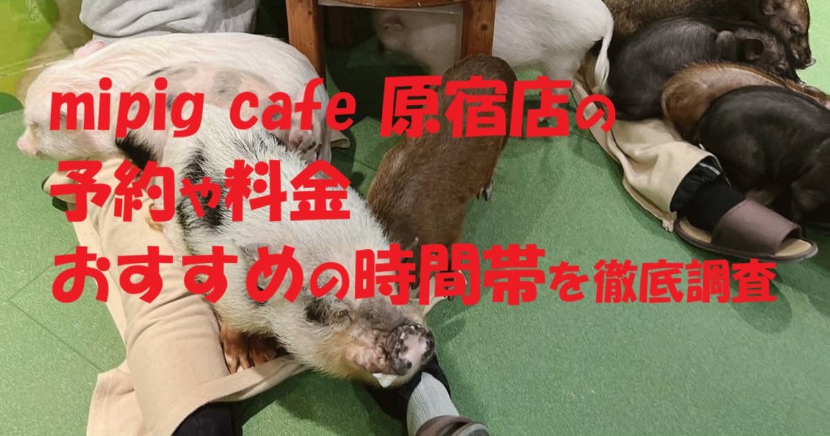 mipig cafe 原宿店の予約や料金 おすすめの時間帯を徹底調査