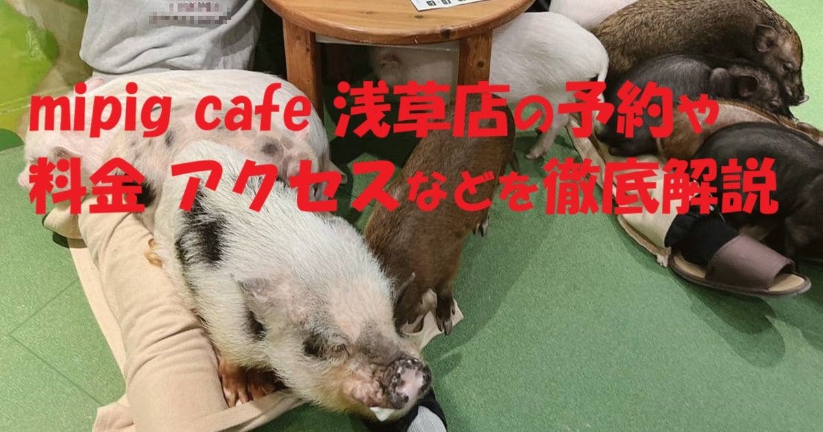 mipig cafe 浅草店の予約や料金 アクセスなどを徹底解説