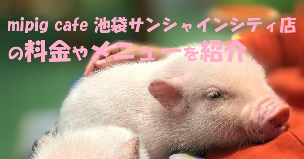 mipig cafe 池袋サンシャインシティ店の料金やメニューを紹介