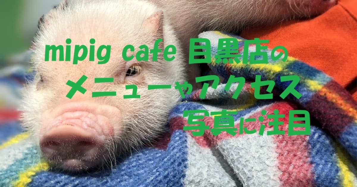 mipig cafe 目黒店のメニューやアクセス 写真に注目