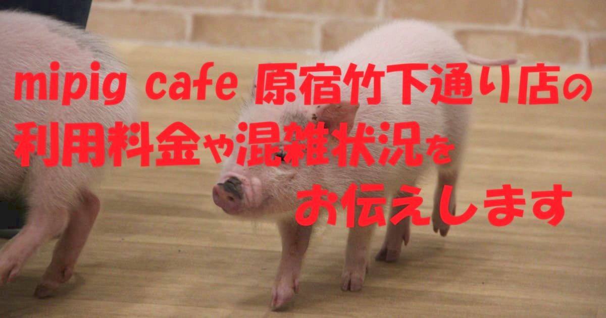 mipig cafe 原宿竹下通り店の利用料金や混雑状況をお伝えします
